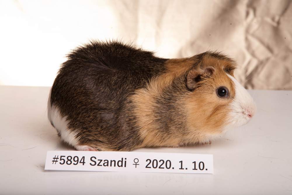 Guinea pig Breeder Cavia porcellus 