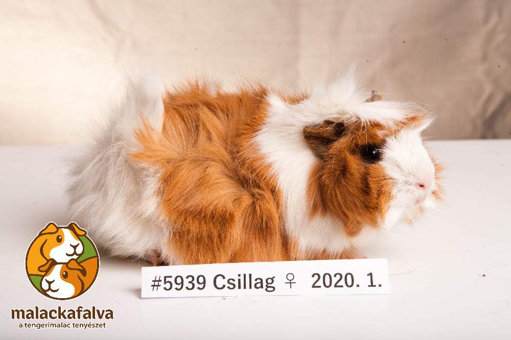 Guinea pig Breeder Cavia porcellus 