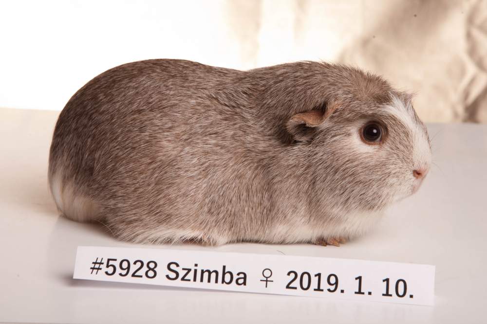 English Crested guinea pig Breeder Cavia porcellus 