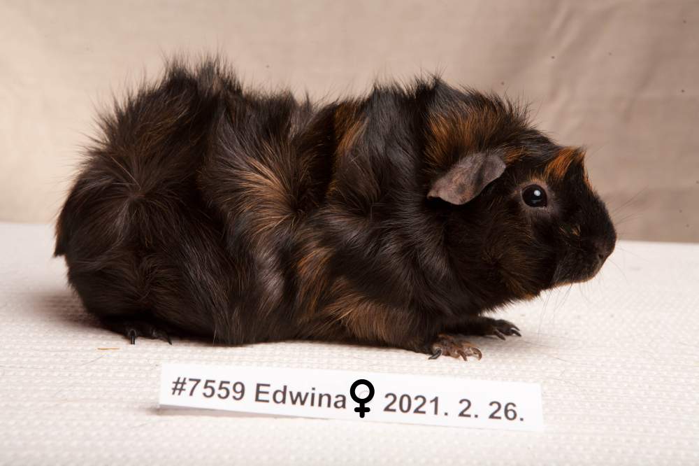 Guinea pig Breeder Cavia porcellus 