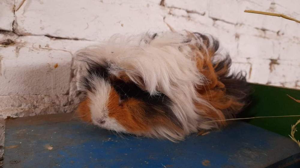 Lunkarya Guinea pig Owned by other Cavia porcellus 