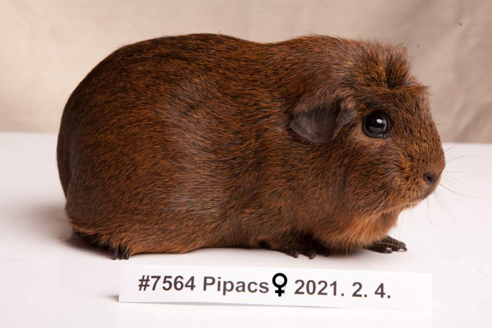 American guinea pig Deceased Cavia porcellus 