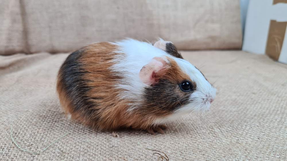 Guinea pig Available for rehoming Cavia porcellus 