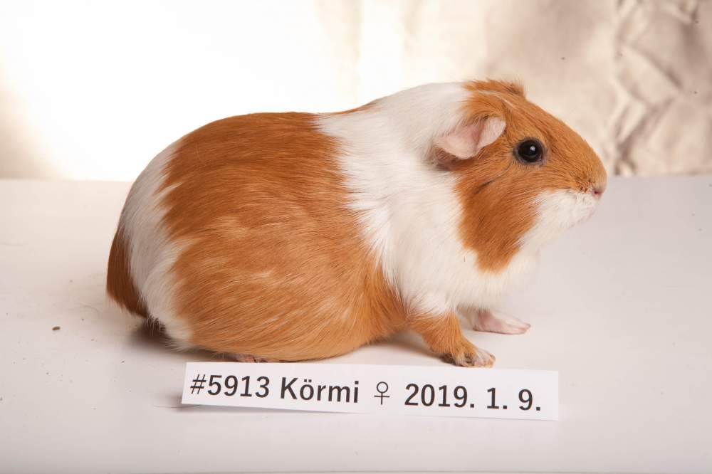 American guinea pig Breeder Cavia porcellus 