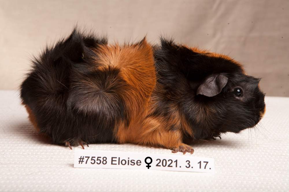 Guinea pig Breeder Cavia porcellus 