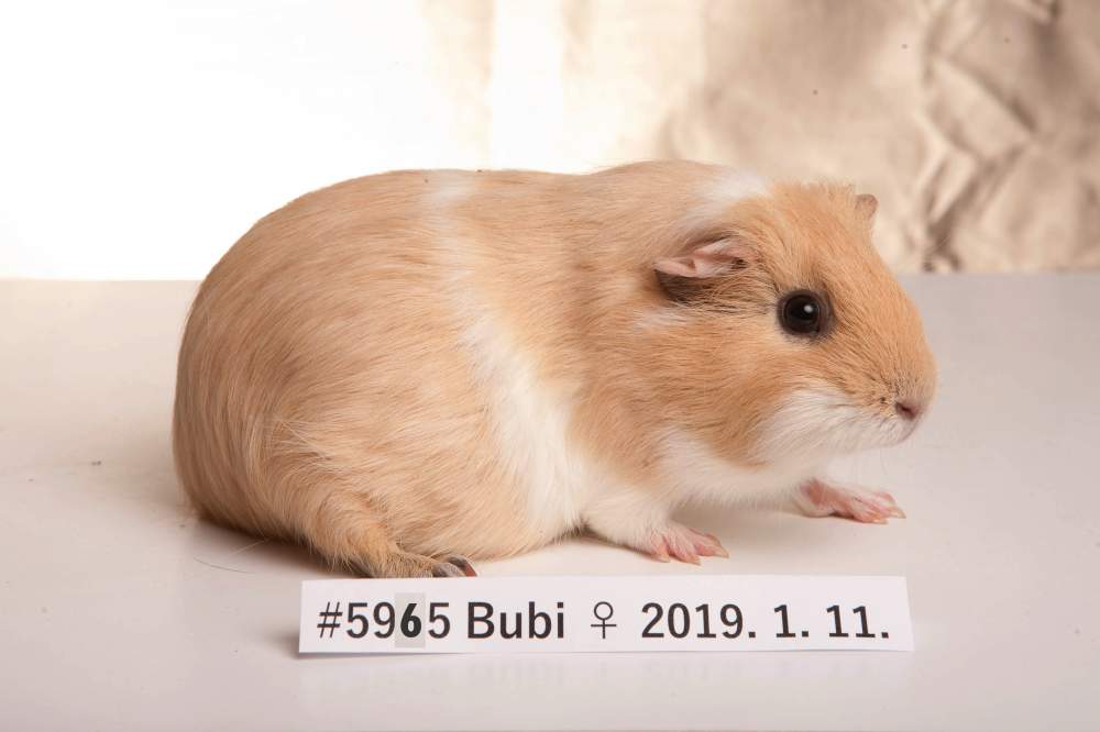 American guinea pig Breeder Cavia porcellus 