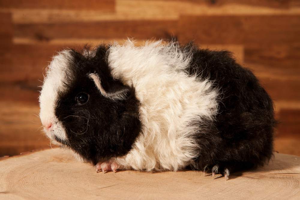 Texel guinea pig Available for rehoming Cavia porcellus 