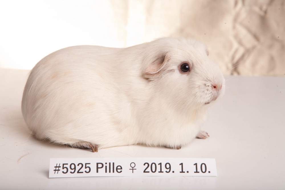 English Crested guinea pig Breeder Cavia porcellus 