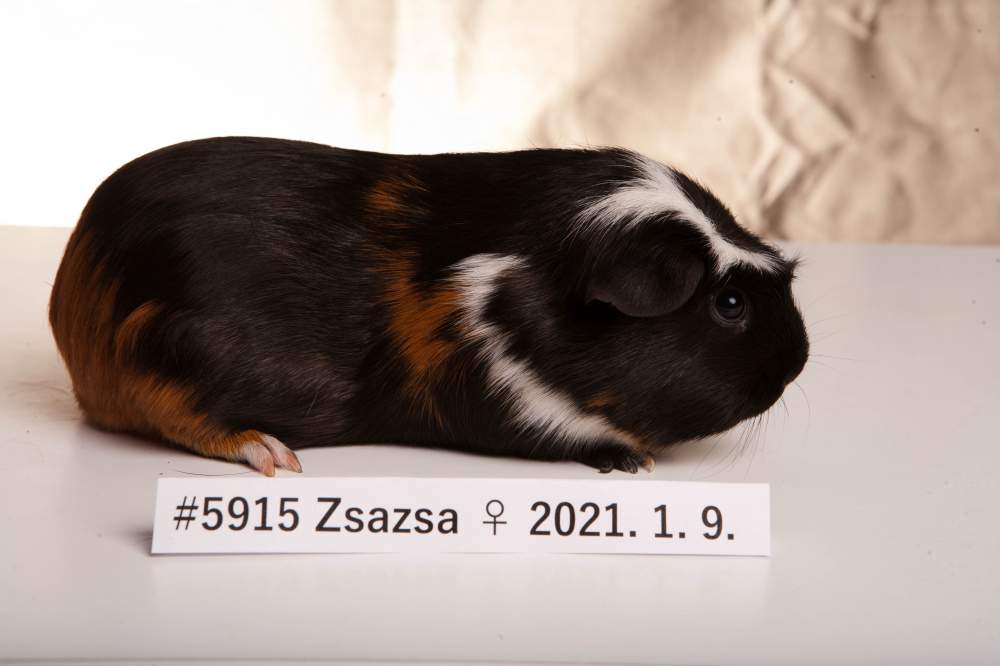 Guinea pig Breeder Cavia porcellus 