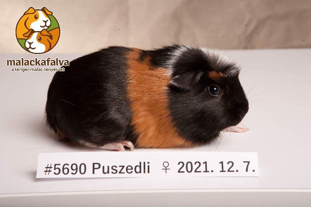 English Crested guinea pig Breeder Cavia porcellus 