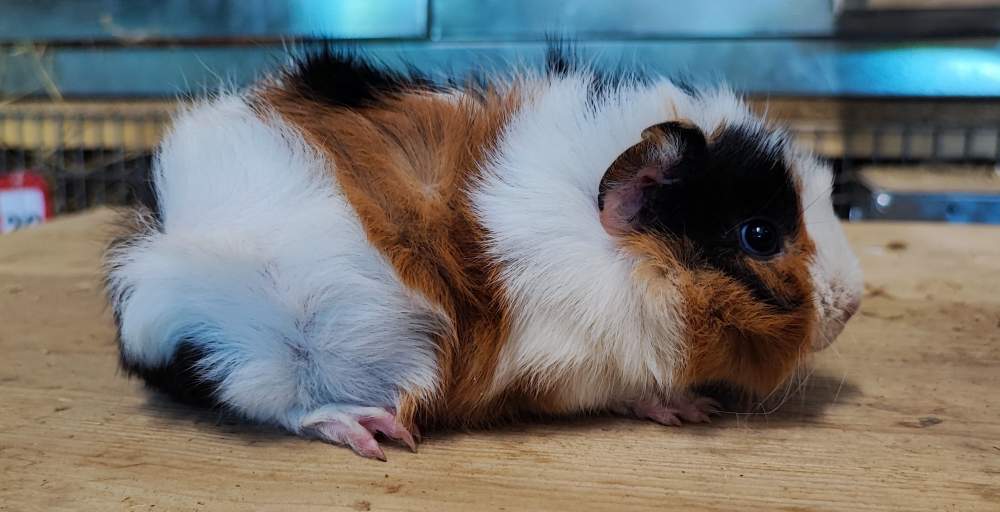 Guinea pig Breeder Cavia porcellus 