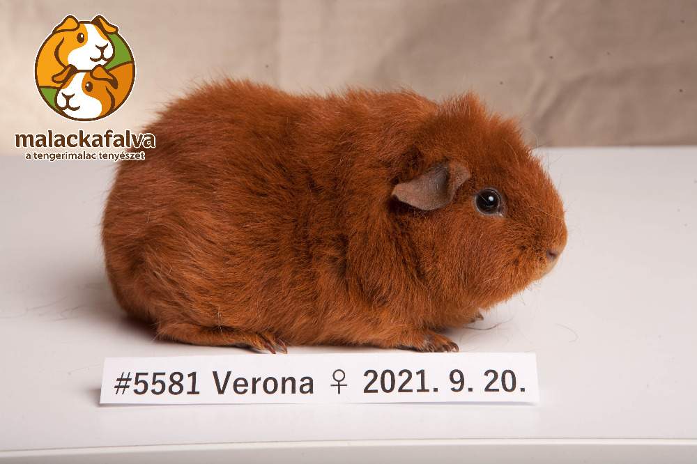 Rex guinea pig Breeder Cavia porcellus 