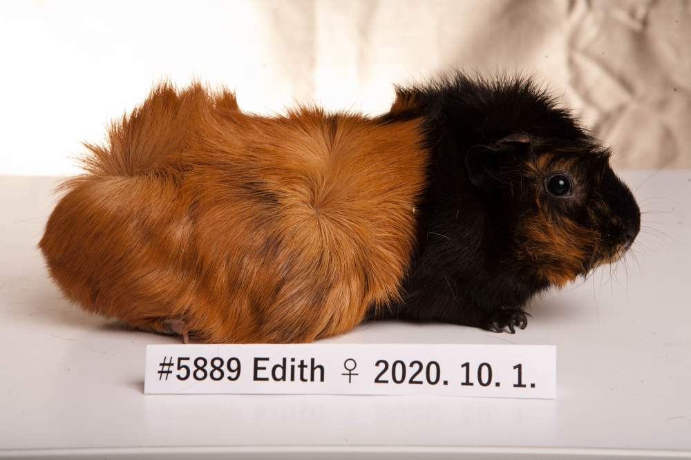 Abyssinian guinea pig Breeder Cavia porcellus 