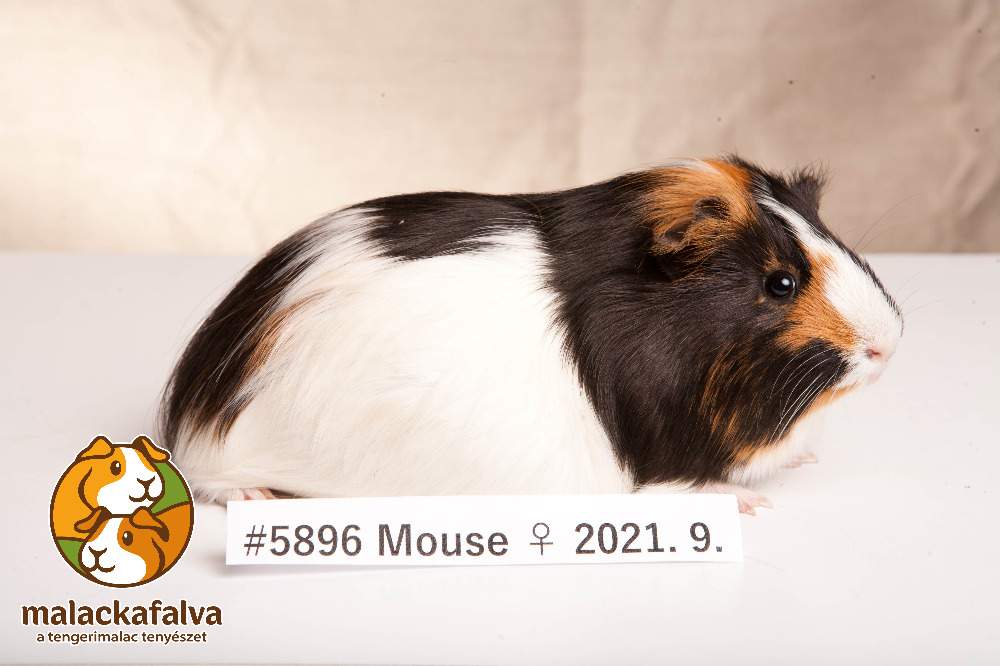 Guinea pig Breeder Cavia porcellus 