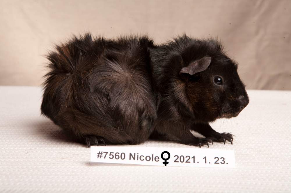 Guinea pig Breeder Cavia porcellus 