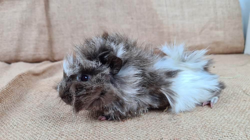 Guinea pig Available for rehoming Cavia porcellus 