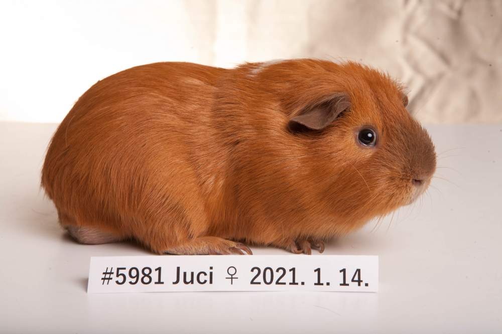 American Crested guinea pig Breeder Cavia porcellus 