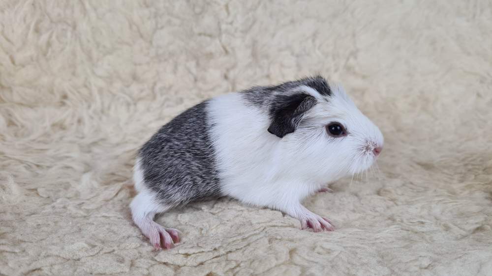 Guinea pig Available for rehoming Cavia porcellus 