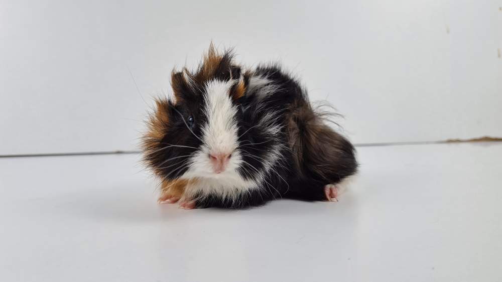 Guinea pig Available for rehoming Cavia porcellus 