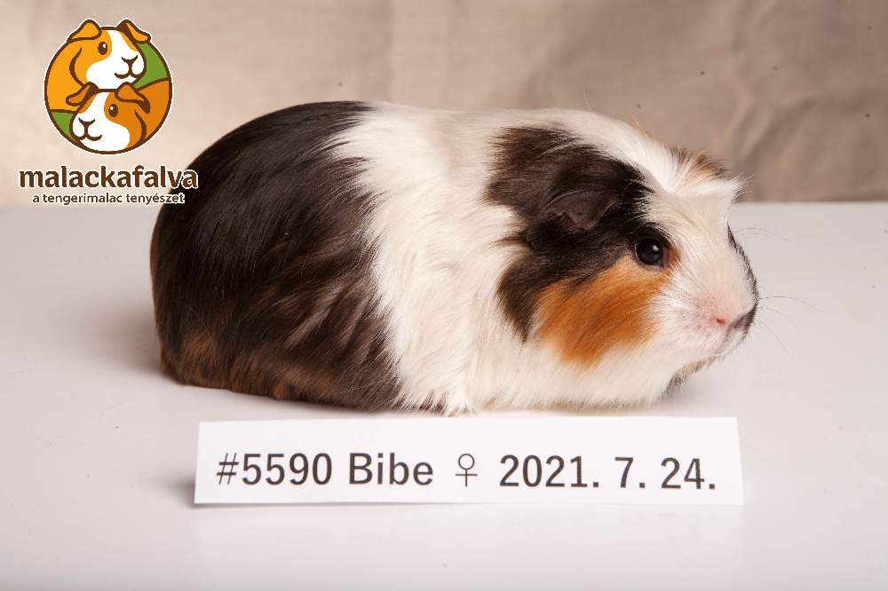 Guinea pig Breeder Cavia porcellus 