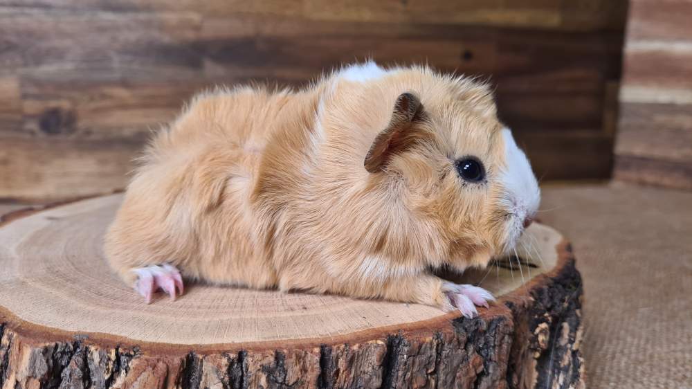 Guinea pig Available for rehoming Cavia porcellus 