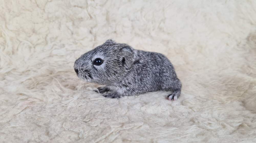 Guinea pig Available for rehoming Cavia porcellus 