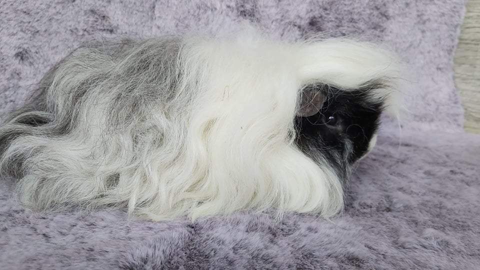Alpac guinea pig Owned by other Cavia porcellus 