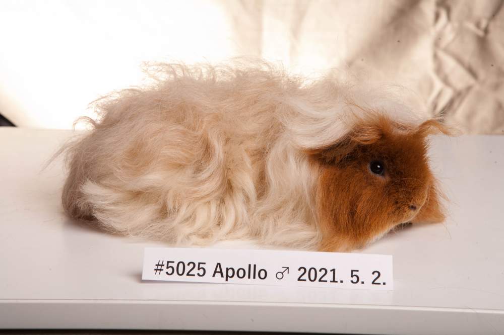 Alpac guinea pig Breeder Cavia porcellus 