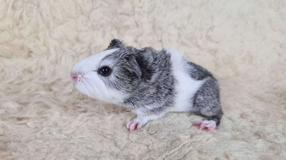 Guinea pig Available for rehoming Cavia porcellus 