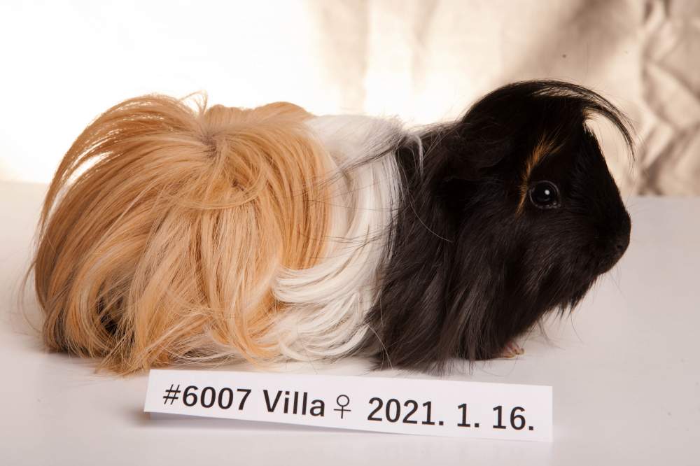 Peruvian guinea pig Rehomed Cavia porcellus 