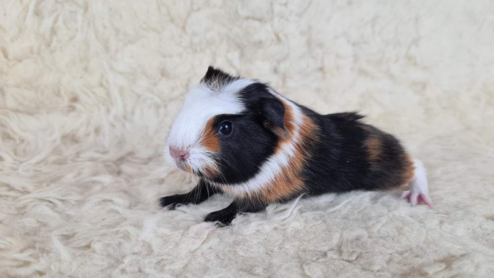 Guinea pig Available for rehoming Cavia porcellus 