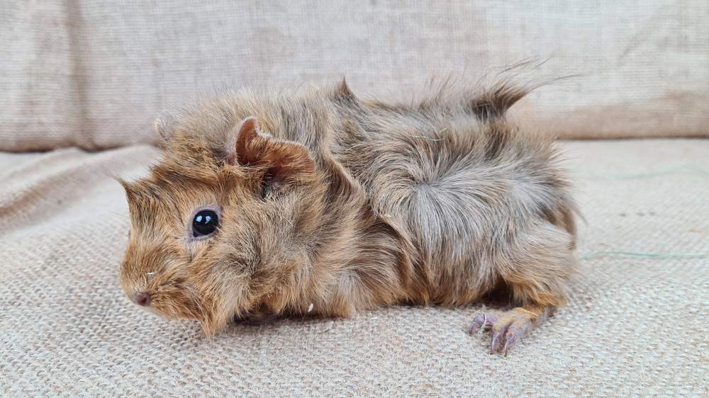 Guinea pig Available for rehoming Cavia porcellus 