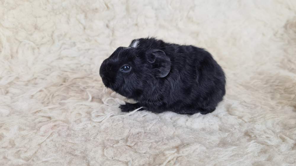 Guinea pig Available for rehoming Cavia porcellus 