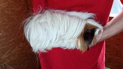 Peruvian guinea pig Owned by other Cavia porcellus 