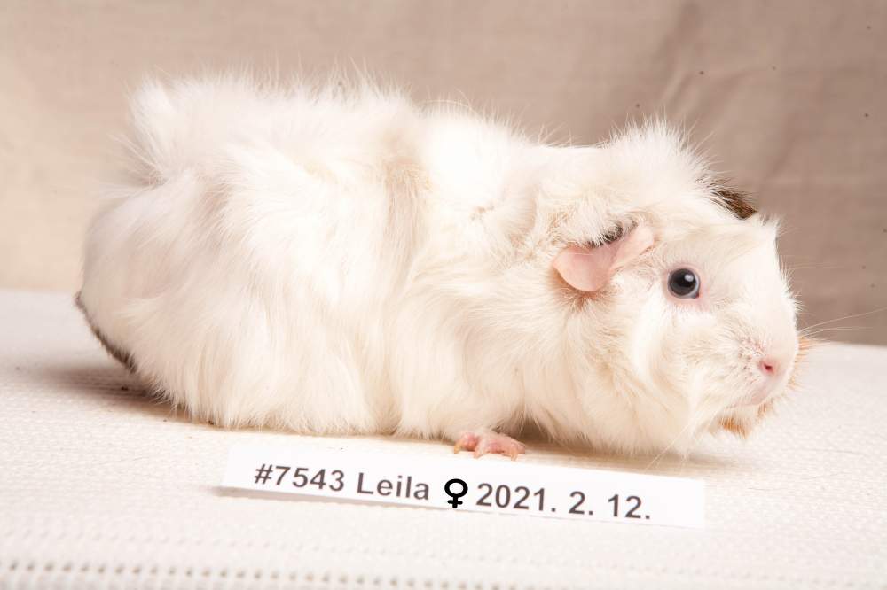 Guinea pig Breeder Cavia porcellus 