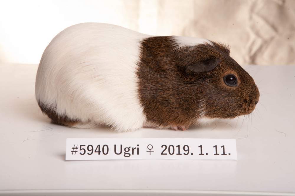 American guinea pig Rehomed Cavia porcellus 