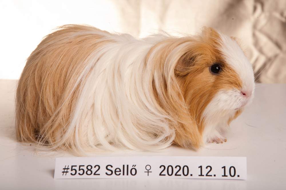 Sheltie guinea pig Deceased Cavia porcellus 