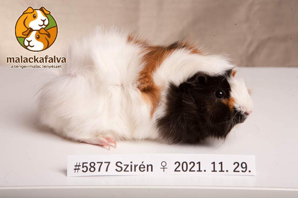 Guinea pig Breeder Cavia porcellus 