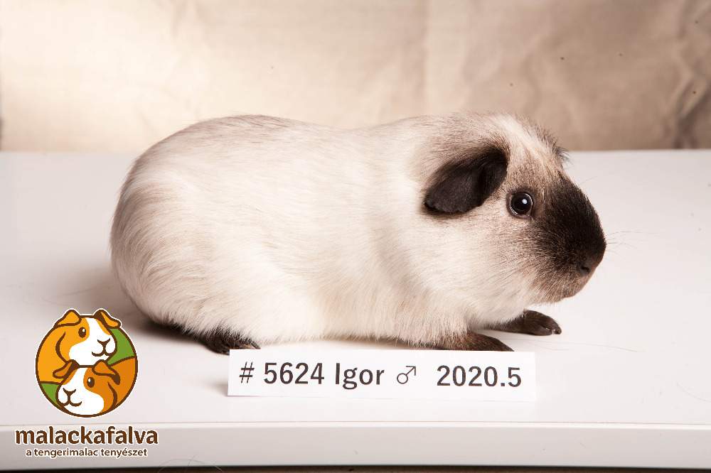 American guinea pig Breeder Cavia porcellus 