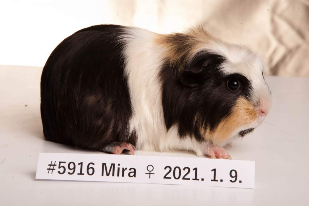 American Crested guinea pig Breeder Cavia porcellus 