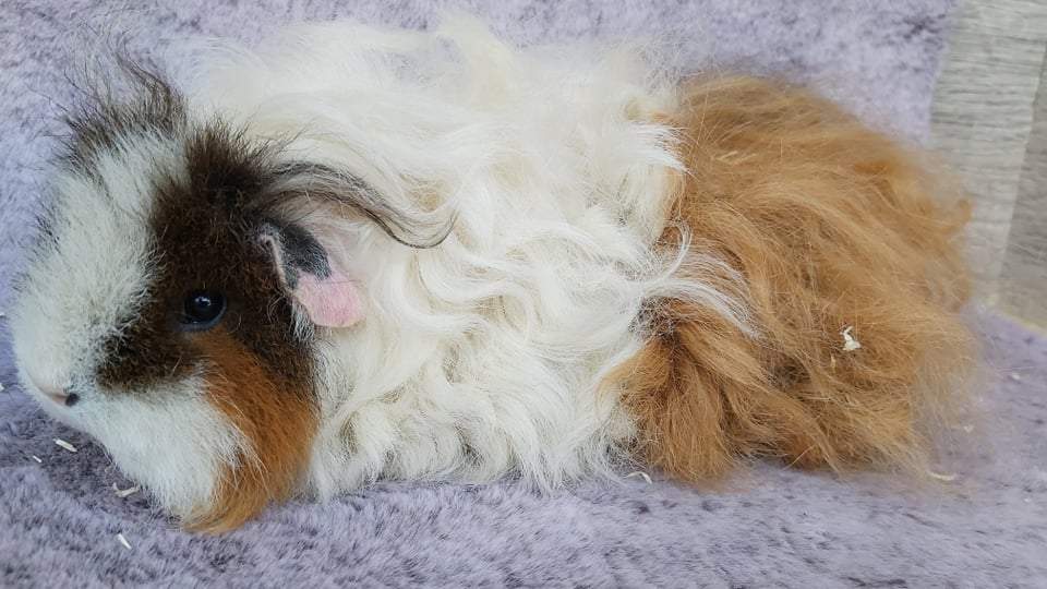 Texel guinea pig Owned by other Cavia porcellus 