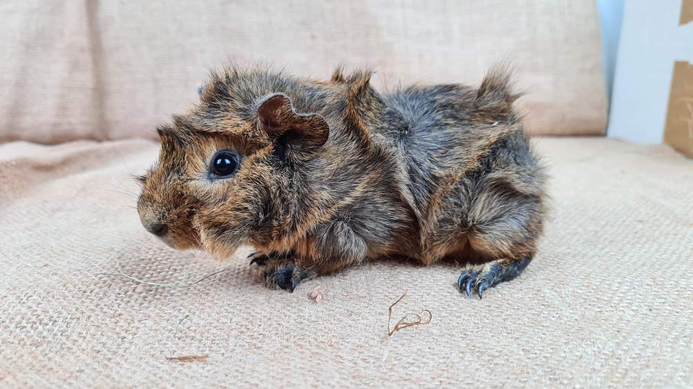 Guinea pig Available for rehoming Cavia porcellus 