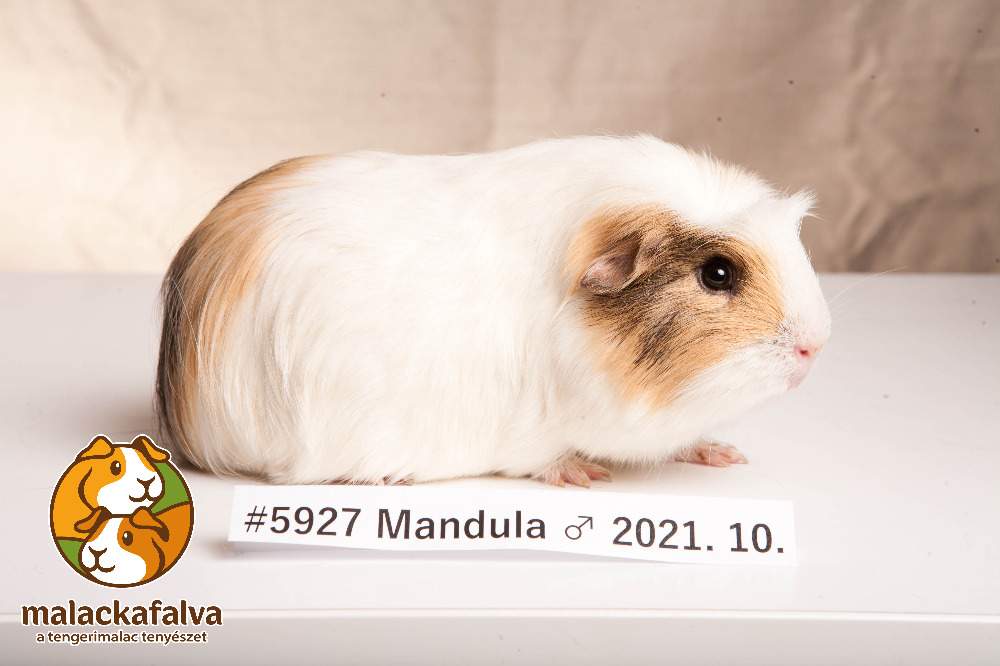 American guinea pig Breeder Cavia porcellus 