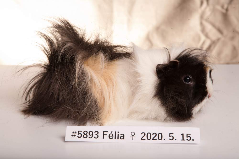 Guinea pig Breeder Cavia porcellus 