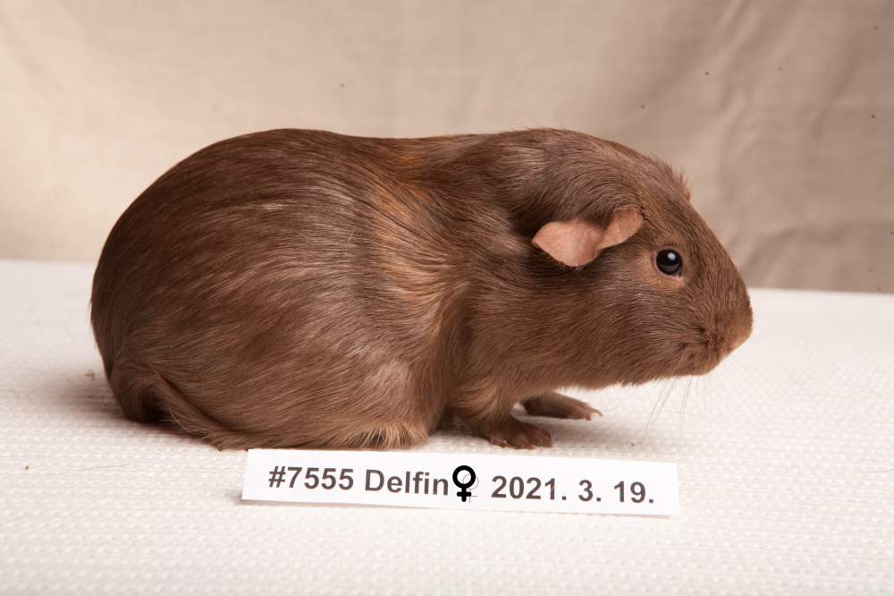 American guinea pig Deceased Cavia porcellus 