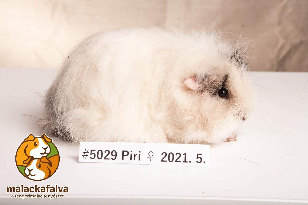Texel guinea pig Breeder Cavia porcellus 