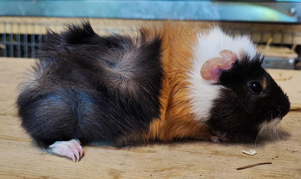 Guinea pig Breeder Cavia porcellus 