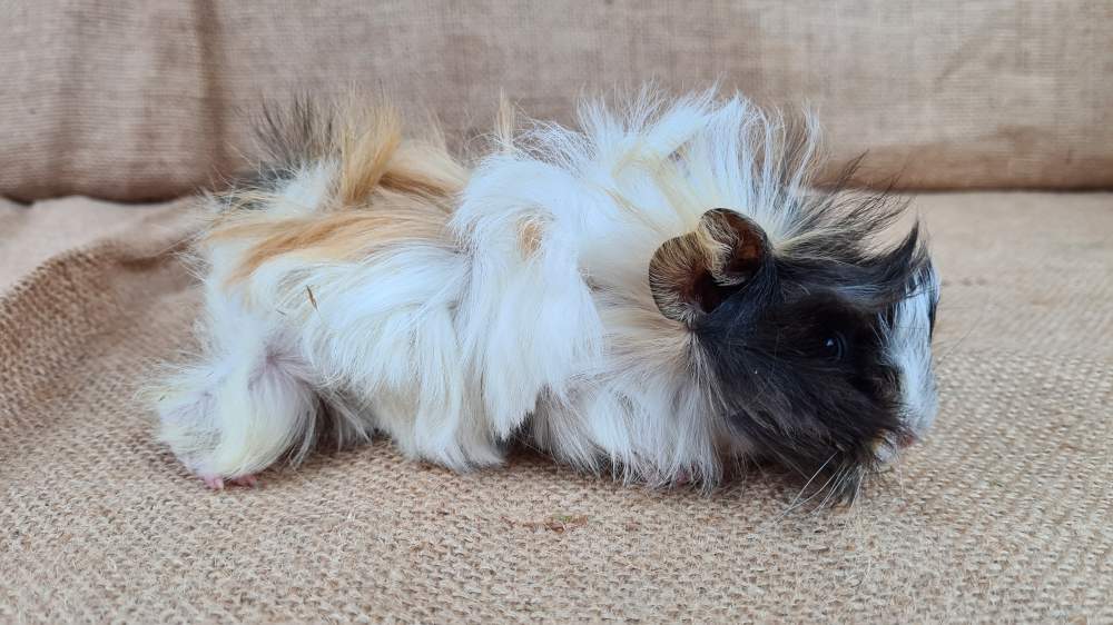 Guinea pig Available for rehoming Cavia porcellus 