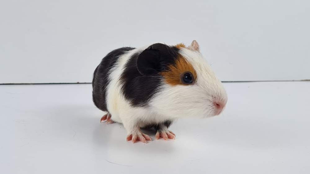 Guinea pig Available for rehoming Cavia porcellus 