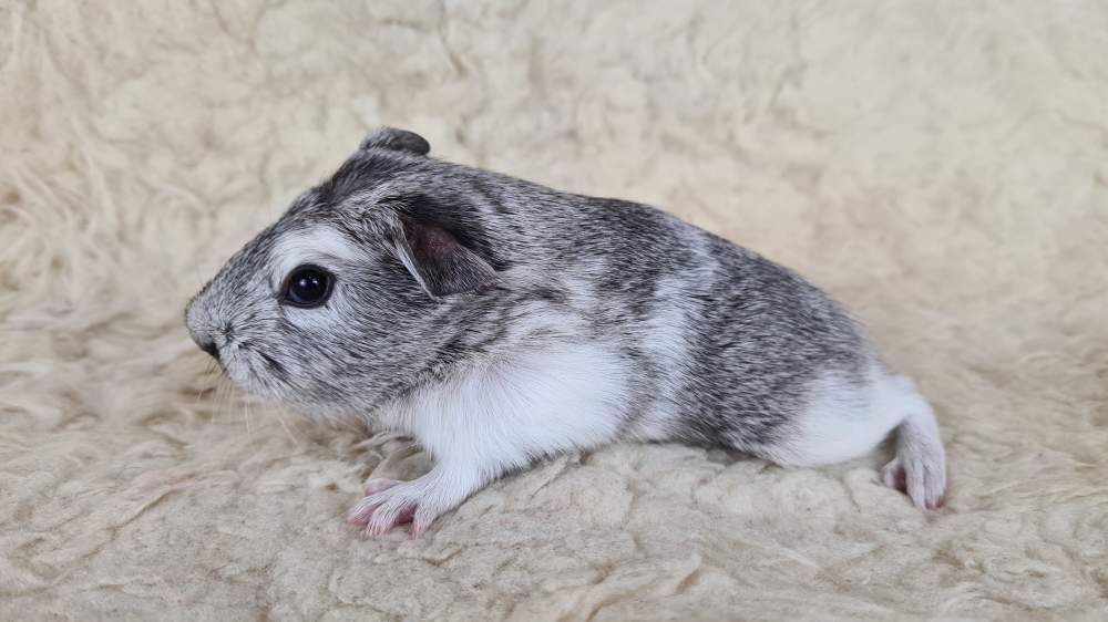 Guinea pig Available for rehoming Cavia porcellus 